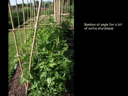 Bamboo trellis ideas in photos