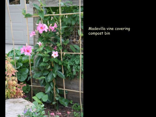 Bamboo trellis ideas in photos