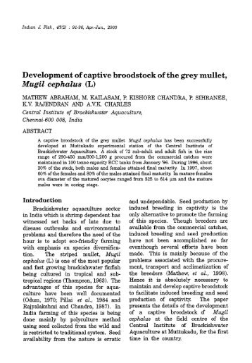 Development of captive broodstock of the grey mullet, Mugil cephalus