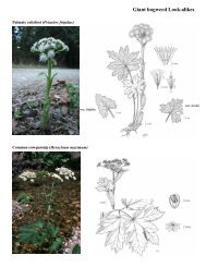 Giant hogweed Look-alikes - Invasive Plant Council of BC