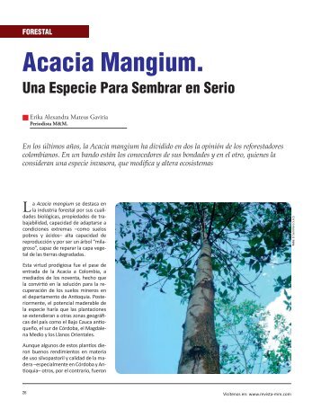 Forestal: Acacia Mangium, Una Especie Para Sembrar en Serio.