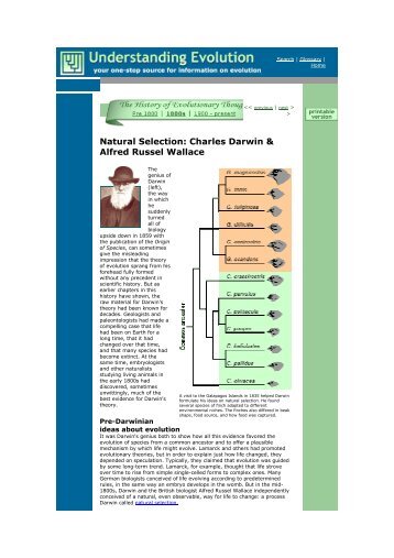 Intense Natural Selection In A Population Of Darwin S Finches Intense Natural Selection In A Population Of Darwin S Finches
