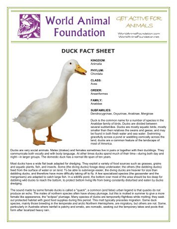 DUCK FACT SHEET - World Animal Foundation