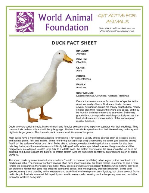 DUCK FACT SHEET - World Animal Foundation