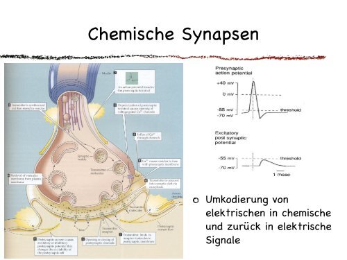 Synaptische Verschaltung