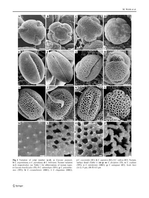 Pollen evolution and its taxonomic significance in Cuscuta (dodders ...