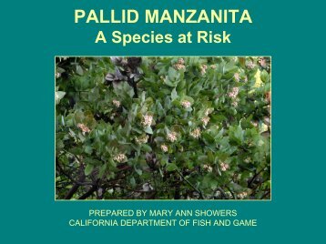 Pallid Manzanita Power Point Presentation by Showers