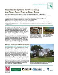 Insecticide Options for Protecting Ash Trees From Emerald Ash Borer