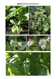 MG Food M12 Mint family-Lamiaceae 8 Vegetables ... - Plantscafe.net