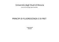 FRET intramolecolare - UniversitÃ  degli Studi di Brescia