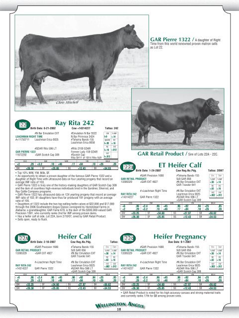 Heifer Pregnancy - Angus Journal