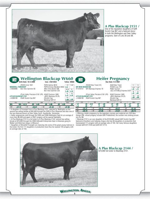 Heifer Pregnancy - Angus Journal