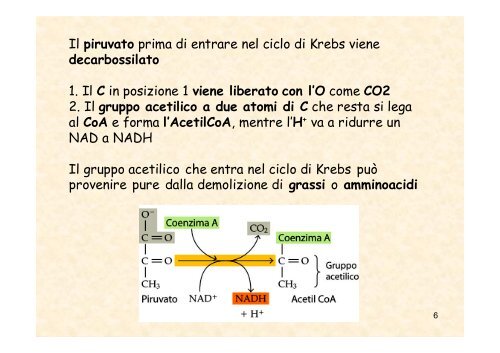 RESPIRAZIONE CELLULARE Le sostanze nutritive ... - Sdasr.unict.it