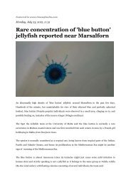 Rare concentration of 'blue button' jellyfish reported near Marsalforn