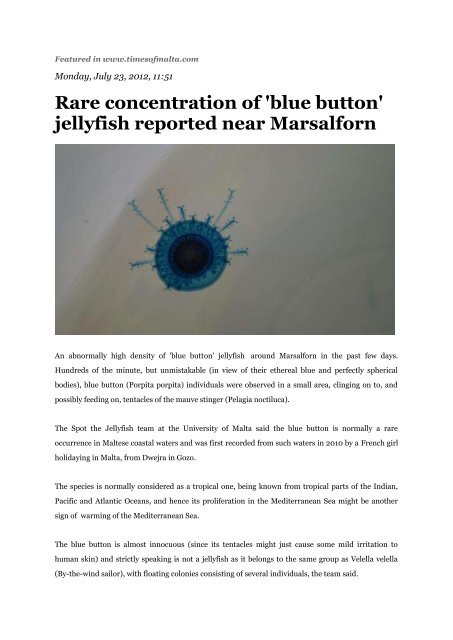 Rare concentration of 'blue button' jellyfish reported near Marsalforn