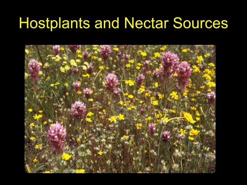 Nitrogen deposition impacts on a nutrient-poor grassland ... - Cal-IPC