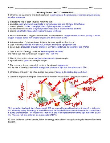 Reading Guide: PHOTOSYNTHESIS - Hart High School