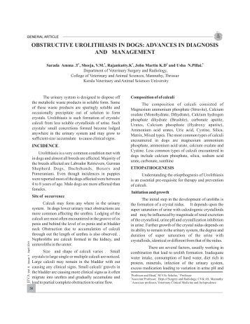 obstructive urolithiasis in dogs - Jivaonline.net