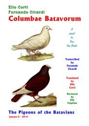 Columbae Batavorum - Summa gallicana