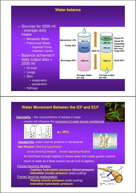 Fluid balance and electrolyte distribution in human body.