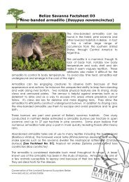 Belize Savanna Factsheet D3 Nine-banded armadillo (Dasypus ...