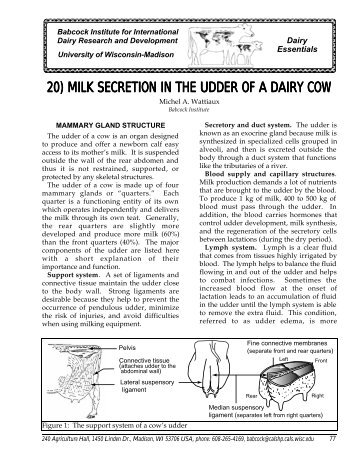 20) milk secretion in the udder of a dairy cow - Babcock Institute ...