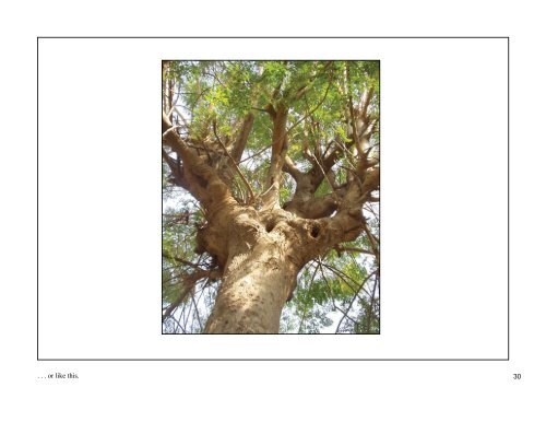 View PDF - Trees for Life