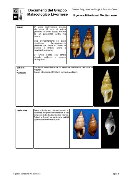 Il genere Mitrella in Mediterraneo - SocietÃƒÂ  Italiana di Malacologia