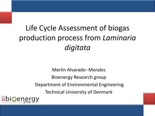 Laminaria digitata - Algecenter Danmark