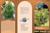 Prunus laurocerasus - van Vliet New Plants