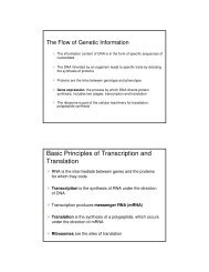Basic Principles of Transcription and Translation - Computer ...