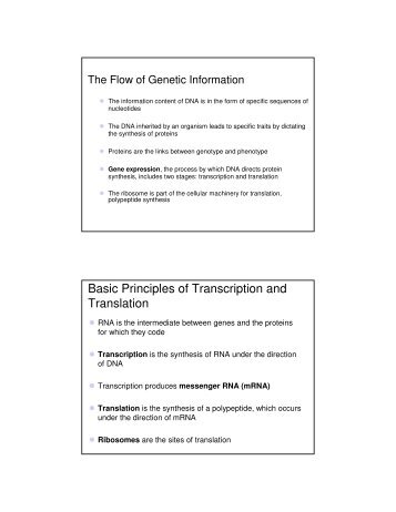 Basic Principles of Transcription and Translation - Computer ...