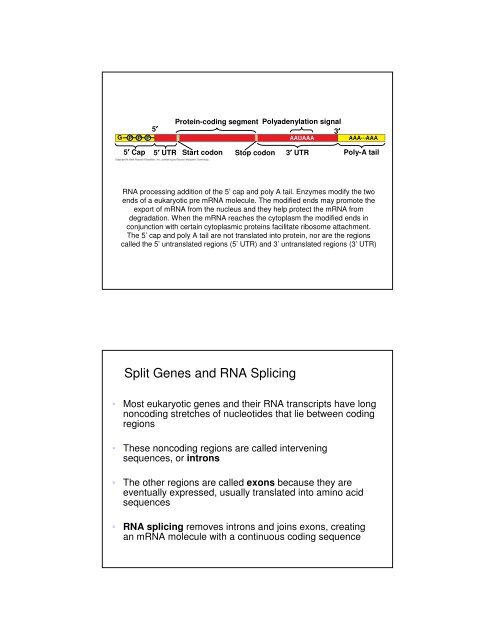 Basic Principles of Transcription and Translation - Computer ...