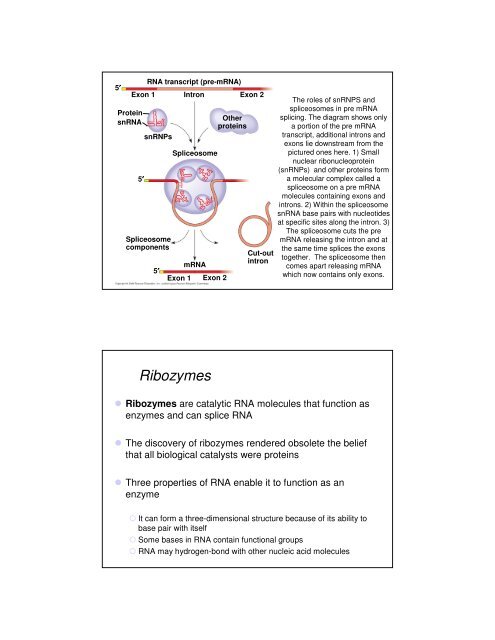 Basic Principles of Transcription and Translation - Computer ...