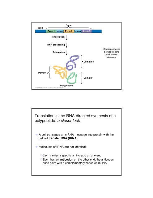 Basic Principles of Transcription and Translation - Computer ...