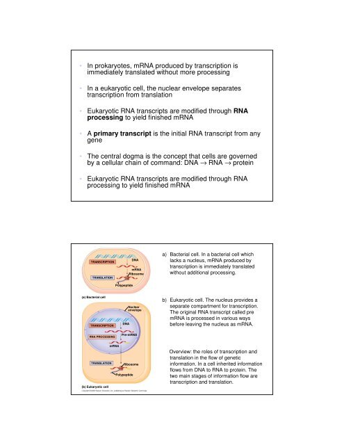 Basic Principles of Transcription and Translation - Computer ...