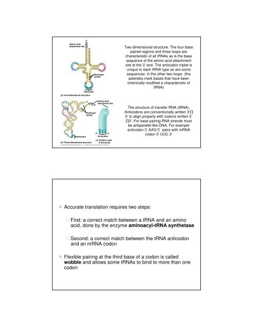 Basic Principles of Transcription and Translation - Computer ...