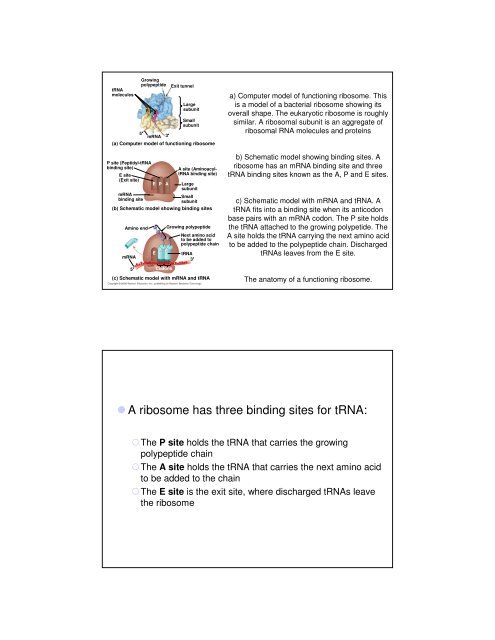 Basic Principles of Transcription and Translation - Computer ...