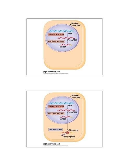 Basic Principles of Transcription and Translation - Computer ...