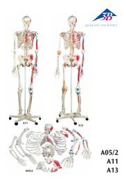 A05/2 A11 A13 - 3B Scientific