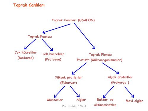 toprak faunasÄ±