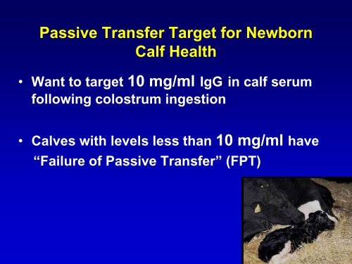 Calf Nutrition and Management: Colostrum, Nutrition and Long Term ...