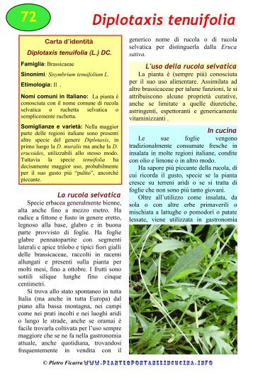 Diplotaxis tenuifolia - Piante spontanee in cucina