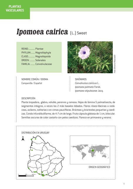 Ipomoea cairica (L.) Sweet