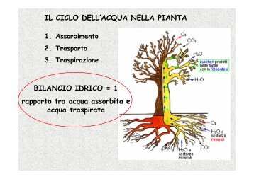 IL CICLO DELL'ACQUA NELLA PIANTA BILANCIO ... - Sdasr.unict.it