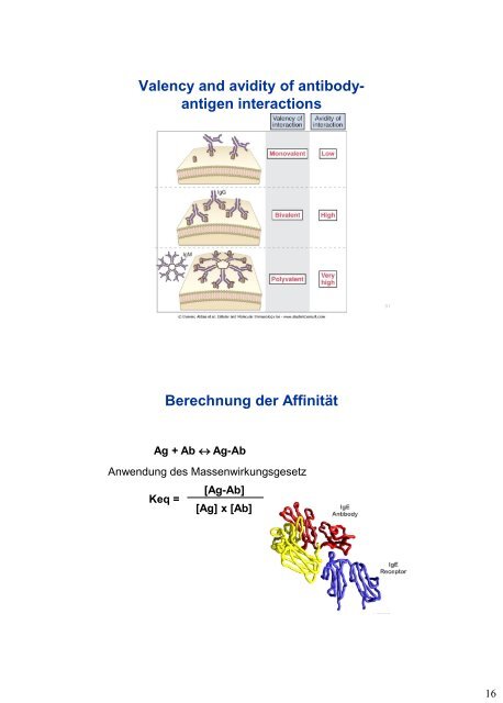 Antibodies and Antigens - University Institute of Immunology