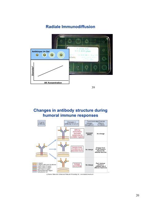 Antibodies and Antigens - University Institute of Immunology