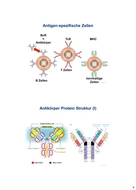 Antibodies and Antigens - University Institute of Immunology