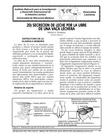 SecreciÃƒÂ³n de leche por la ubre de una vaca lechera - Babcock Institute