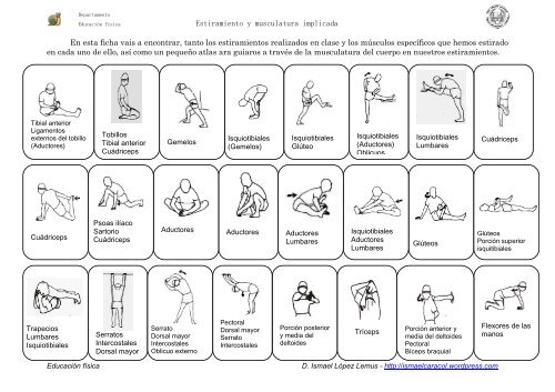 Ficha de trabajo de los estiramientos